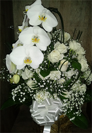 Linda Orquídea com Rosas Brancas 